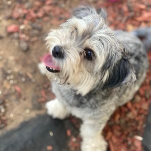 Meet your Posher, Pedro